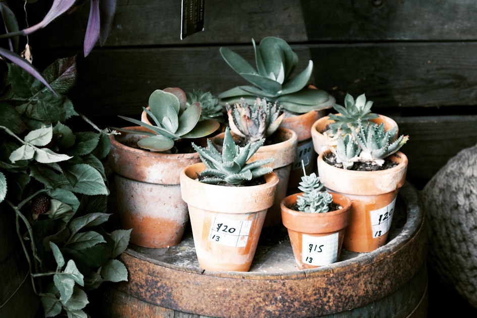 Benefits of Succulents