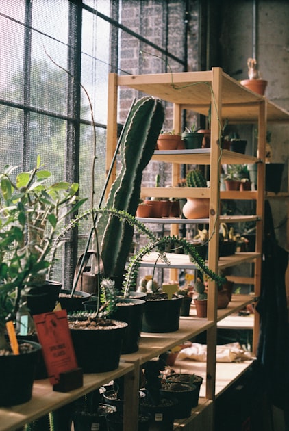 Hand Painted Pottery for Your Plants