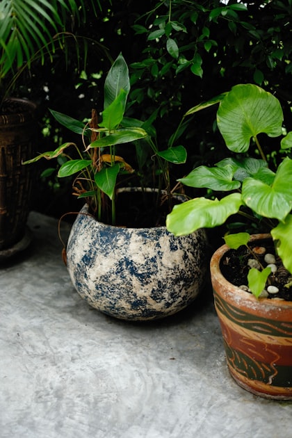 Creating a Balanced Garden