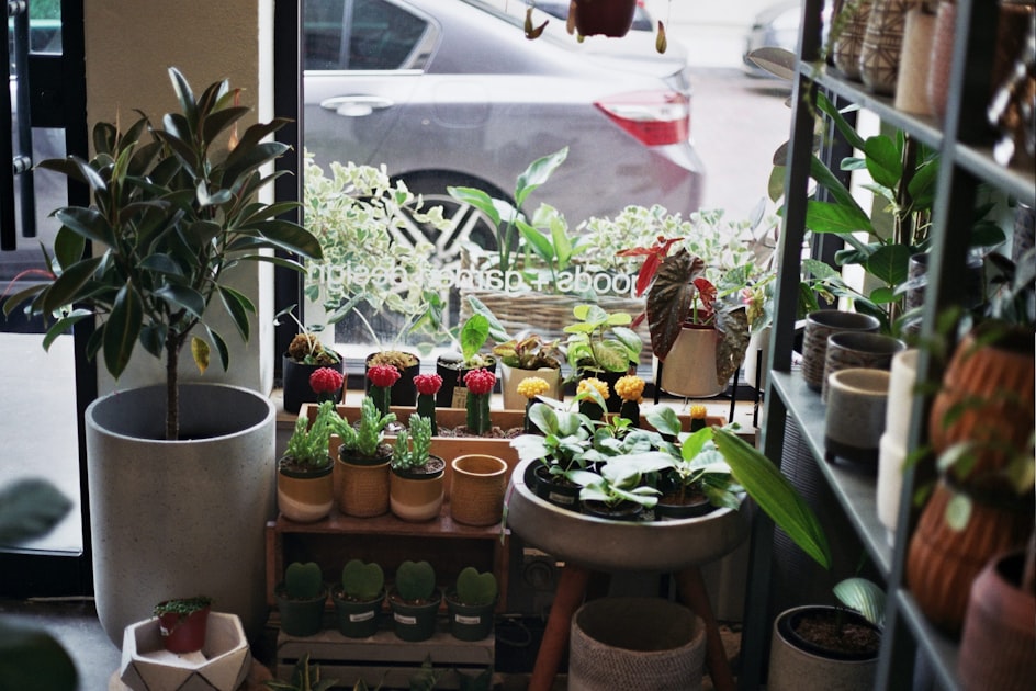 Choosing the Right Indoor Plants
